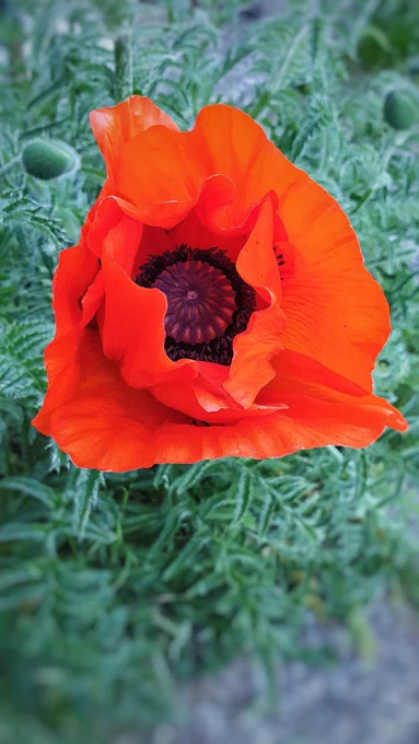 Close-up of a vibrant orange poppy flower in full bloom, with large ruffled petals and a striking dark purple-black center, surrounded by lush green foliage.

Picture: Thomas Hammerich