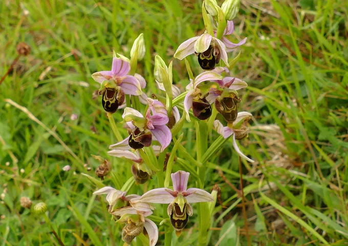 Late Spider Orchids.