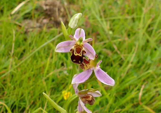 Bee Orchid.