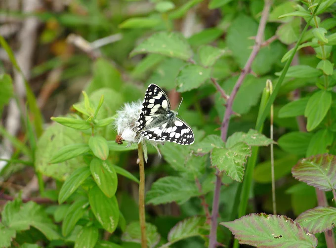 Marbled White.