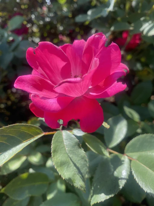 "Knockout" rose, North Garden, Virginia, June 2026.