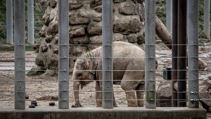 A baby elephant is in an enclosure at Whipsnade zoo, surrounded by vertical metal and wire barriers. 