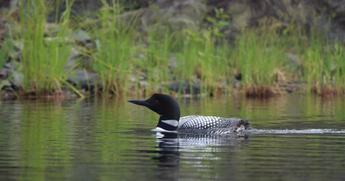 Common Loon swimming with green grasses along a shoreline in the background.