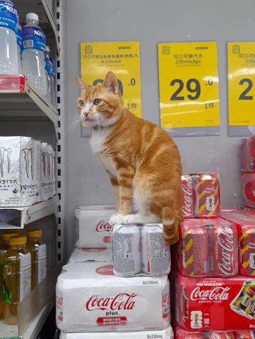 A ginger cat sitting atop some coke cans in a store.