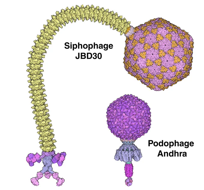 Left: JBD30 is a siphophage that infects Pseudomonas aeruginosa by attaching to hair-like pili on the bacterial surface. This illustration was created by combining pdb_00008rkc, pdb_00008rkb, pdb_00008rk9, pdb_00008rk8, pdb_00008rk7, pdb_00008rk6,pdb_00008rk5, and pdb_00008rk4. Right: Andhra is a podophage that infects Staphylococcus epidermidis. This illustration was created by combining pdb_00008egt, pdb_00008egs, pdb_00008egr, and pdb_00008ej5.