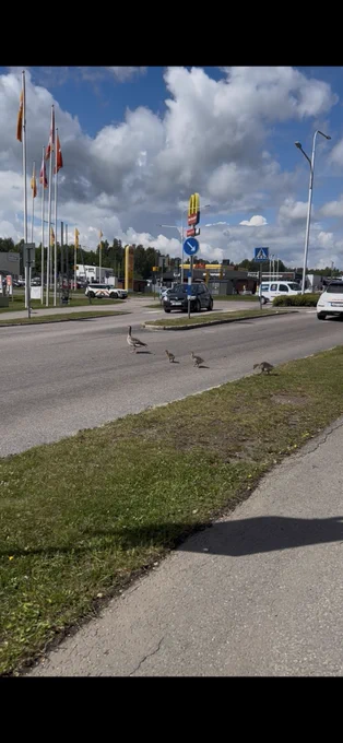 Man sieht eine Strasse mit Überweg für Fussgänger die von einer Erwachsenen Gans und ihren drei Babys zum queren genutzt wird.