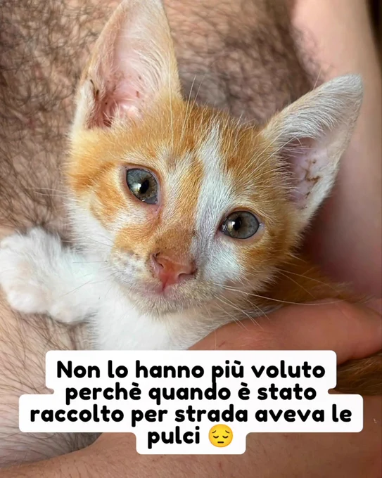 gatto gatta gatti micio micia mici gattino gattina gattini adottare adozione adotta affidamento affidare animale animali animalista animalisti felino felini volontario volontariato sfortunato bisognoso randagio randagi randagismo strada gattile rifugio