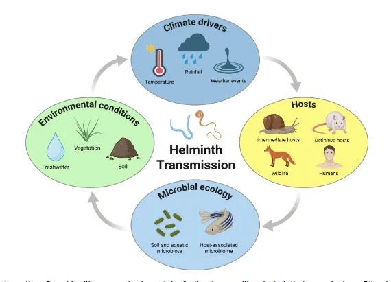  Integrative One Health conceptual model of climate-sensitive helminth transmission