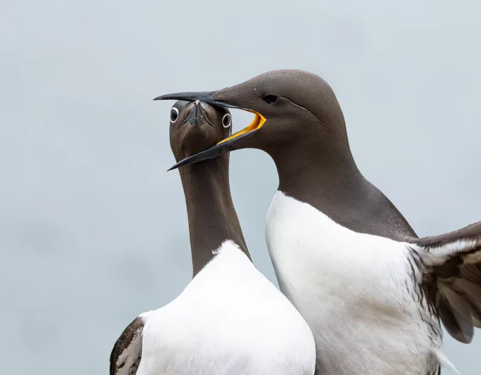 Warren Price's photo "Headlock," in which one brown-headed, white-bodied bird ineffectually bites the head of another. The second bird stares directly into the camera, looking unimpressed.