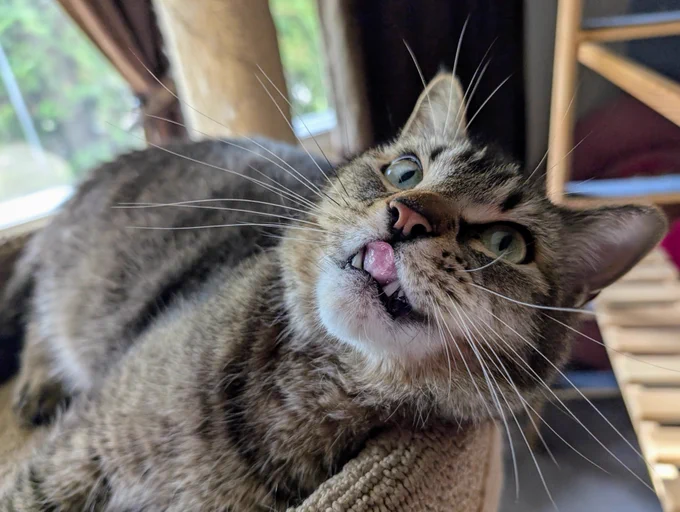 Figgy poses on the cat tree. He's lying on his side on one of the tiers, looking upwards with a happy expression and sticking out his tongue. 