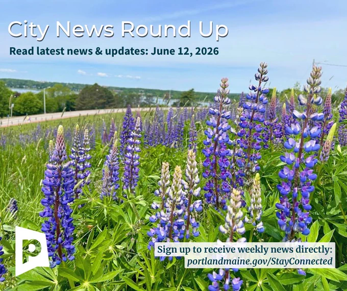 Field of purple lupine flowers on Munjoy Hill with view of Back Cove with city news updates for Portland, Maine week of June 12, 2026.