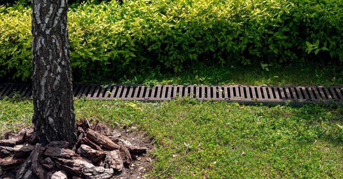 A tree trunk with bark pieces around its base is in the foreground. Behind it, there's a grassy area leading to a row of drainage grates. A thick, well-trimmed hedge of green foliage lines the background.