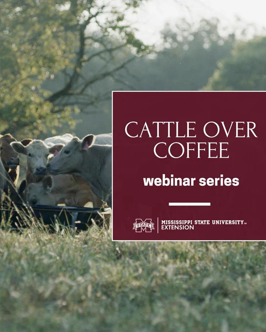Cattle gathered in a grassy field beside a sign promoting Mississippi State University's Cattle Over Coffee webinar series.