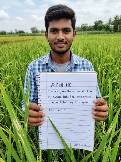 A South Indian agriculture student holding a notebook with clues describing a rice pest that creates white streaks on leaves through scraping damage.