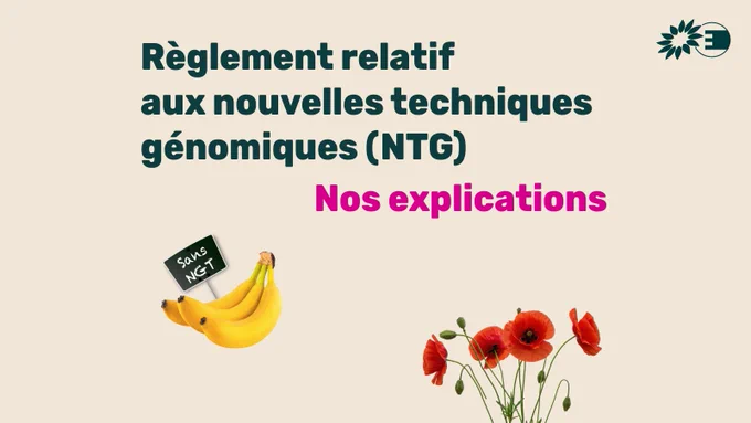 Règlement relatif aux nouvelles techniques génomiques (NTG), nos explications
Photo d'un régime de bananes avec une petite ardoise "sans NGT"
Bouquet de coquelicots