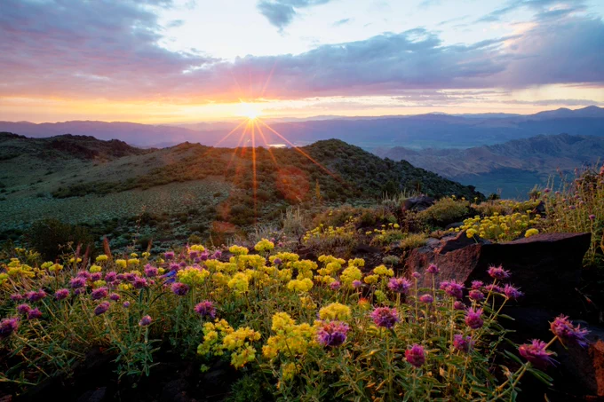 Sunset casting golden light over a mountain meadow filled with vibrant yellow and purple wildflowers.