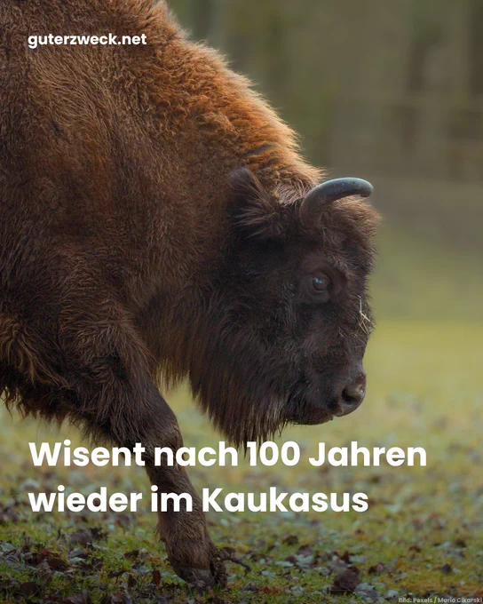 Wisent