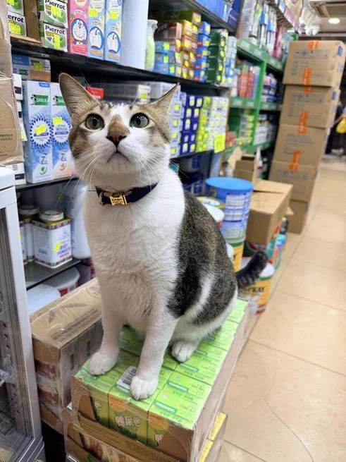 A white and brown cat sitting inside a shop in Hong Kong.