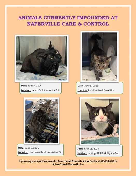 Four cats on various towels and blankets in cages at Naperville Animal Control