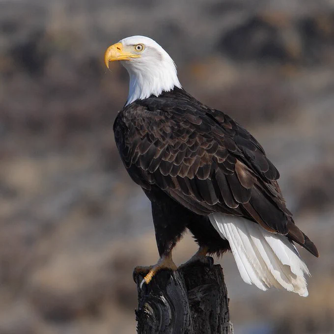 A bald eagle perches on a fence post. 