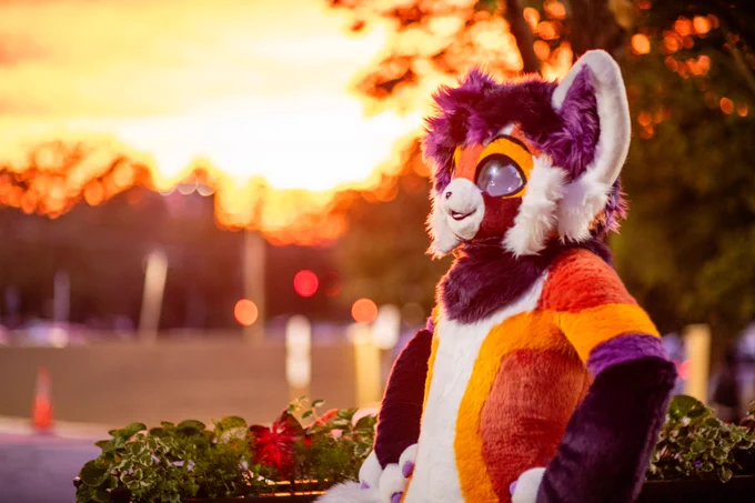 Archer the red panda fursuiter, gazing towards a sunset