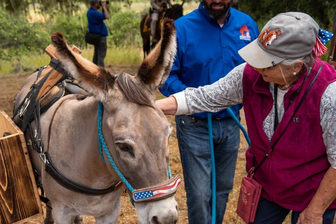 Person gently petting a saddled burro wearing a patriotic American flag halter in a wooded outdoor setting.