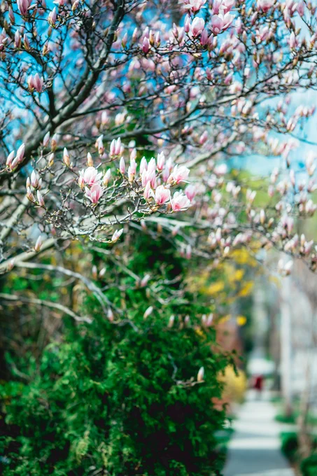 Branches of a magnolia tree with pink and white blossoms against a clear blue sky in a garden setting.