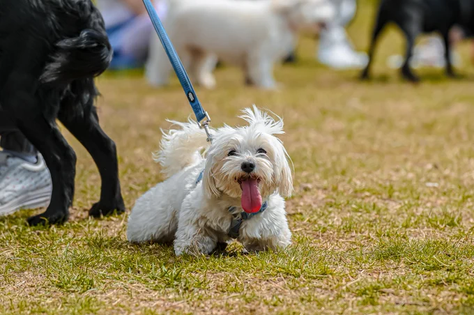 A white, long haired dog on a leash standing in a green grass field with its tongue out.