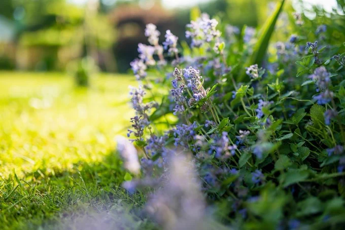 Catnip flowers (Nepeta cataria) blossoming in a garden on sunny summer day. Beauty in nature.