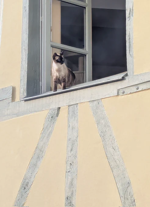 Photo d'un siamois penché à la fenêtre ouverte d'une maison à colombages 