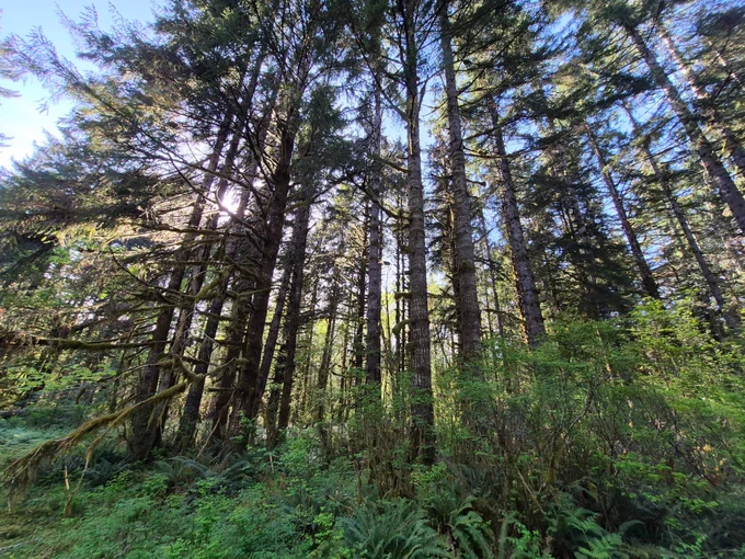 Tall evergreen trees with forest undergrowth below them.
