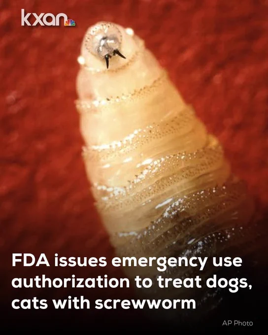 KXAN News graphic showing a close-up macro photograph of a screwworm larva embedded in red tissue. The pale, segmented larva fills most of the image, with its dark mouth hooks visible at the front. Overlaid text reads: “FDA issues emergency use authorization to treat dogs, cats with screwworm.” The KXAN logo appears in the upper left corner, and an AP Photo credit appears in the lower right corner.