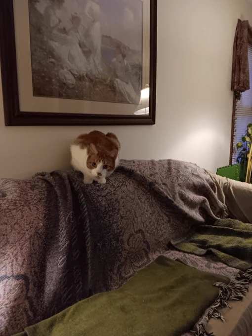 Picture of an orange and white cat on the back of a blanket-covered sofa, getting ready to jump off.