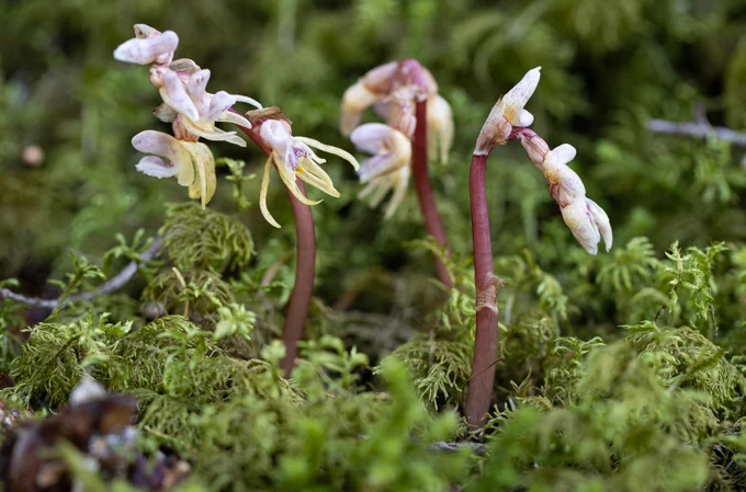 Ghost Orchid (Epipogium aphyllum) © Dr Richard Bate