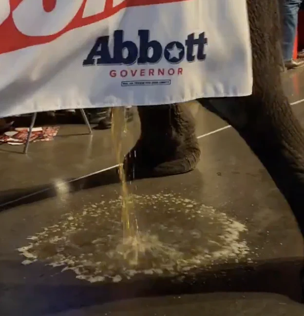 Image of an elephant wearing a piece of fabric labeled "Abbott Governor" peeing on the floor.