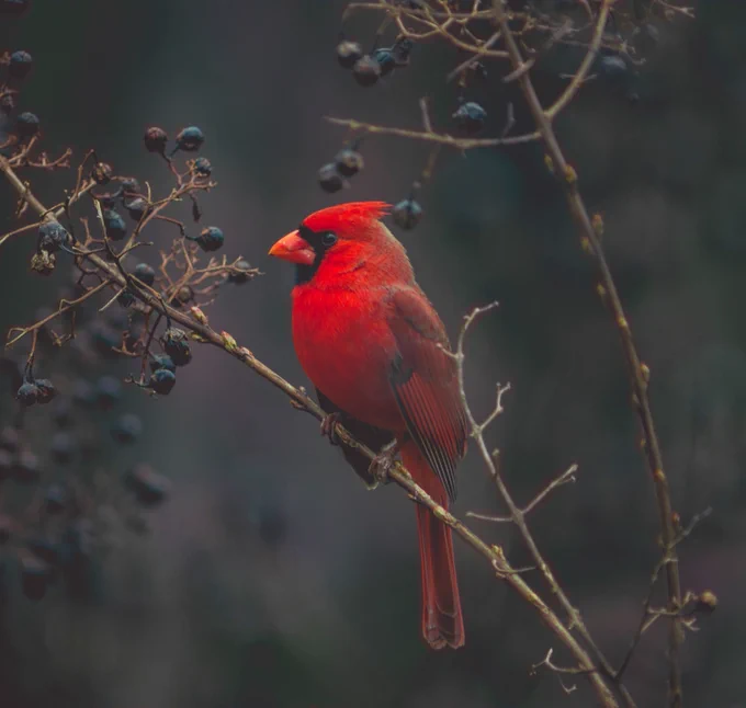 Photography submitted to freestock by Timothy Dykes