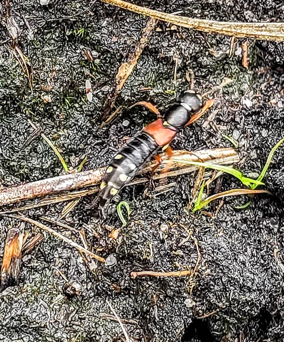 A Staphylinus or rover beetle