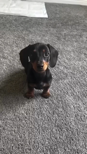 Cachorrinho salsicha preto e marrom sentadinho de frente pra foto sobre o carpete dentro de casa e olhando pra foto com uma carinha séria