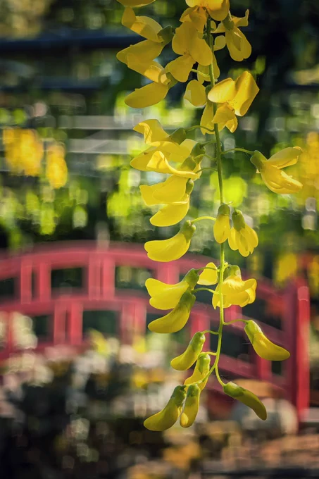 A close-up of a long, hanging cluster of bright yellow laburnum flowers draped vertically in the foreground. The individual pea-like blossoms are illuminated by soft, warm sunlight filtering through green leaves. In the softly blurred background, a distinctive red wooden arch bridge spans across a garden setting, creating a striking colour contrast against the lush green foliage and golden blooms.