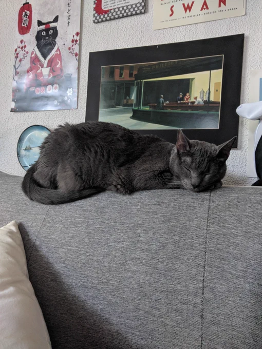 Stanley sleeps sweetly on the back of a couch. 
