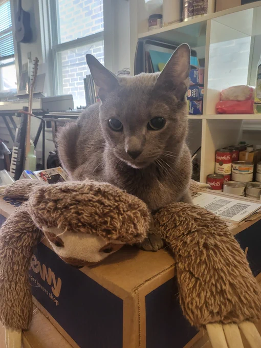 Stanley lays atop a stuffed sloth and a chewy box. His eyes are big as saucers. 