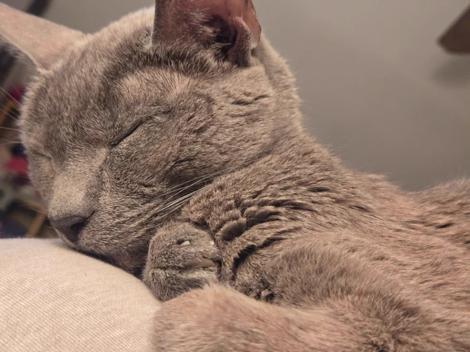 A gray cat/Russian Blue sleeps with his paw tucked to his chest. 