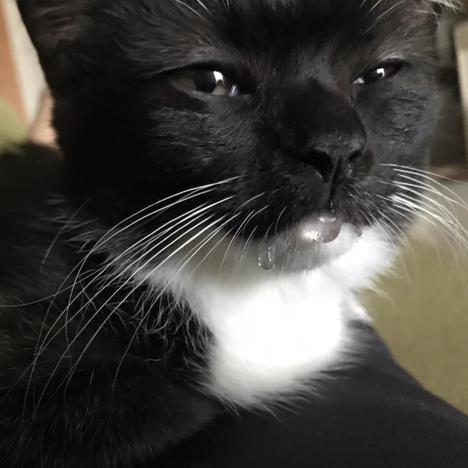 A small black and white cat drooling
