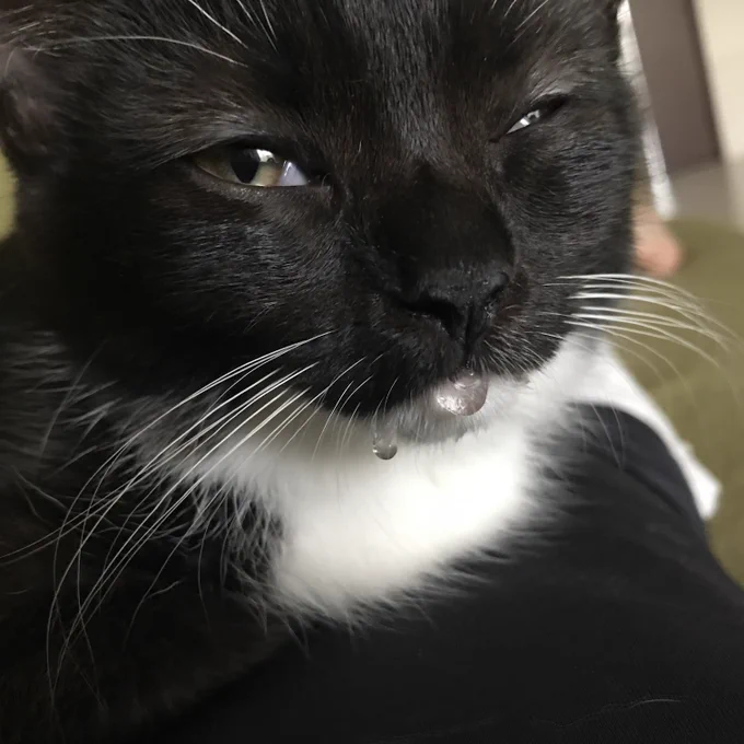 A small black and white cat drooling