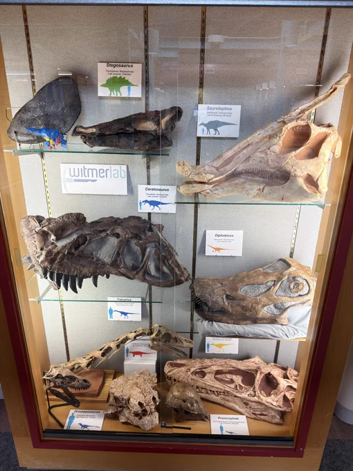 The display cabinet at the Athens Public Library filled with dinosaurs skull casts from the WitmerLab. 