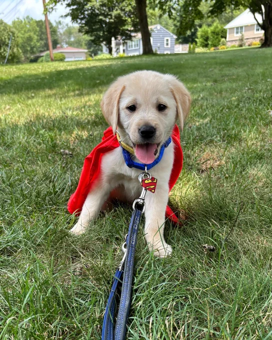 Krypto, a yellow Lab golden cross, at eight-weeks-old donning a red Superman cape and sitting in the grass.