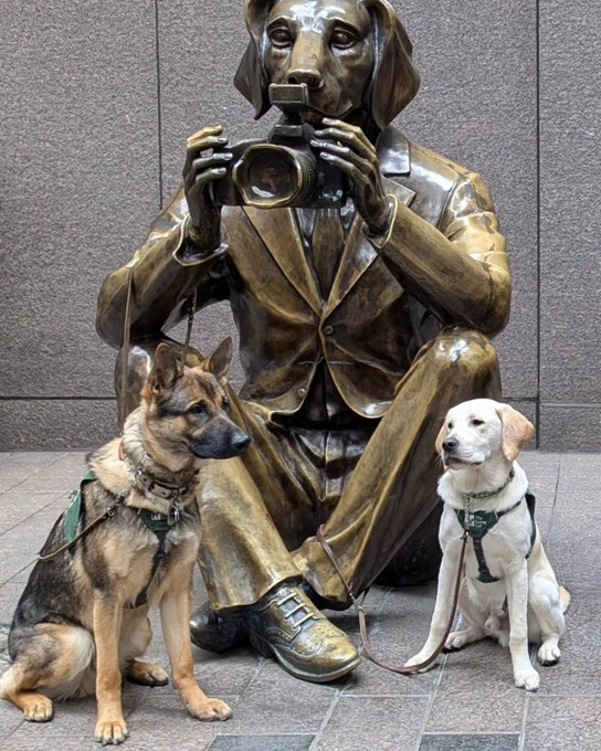 Krypto, at about eight-months old, wearing a Seeing Eye puppy raising program vest and sitting beside the Paparazzi Dogman sculpture in New York City. A sable German shepherd wearing a Seeing Eye puppy raising program vest sits on the other side of the installation.