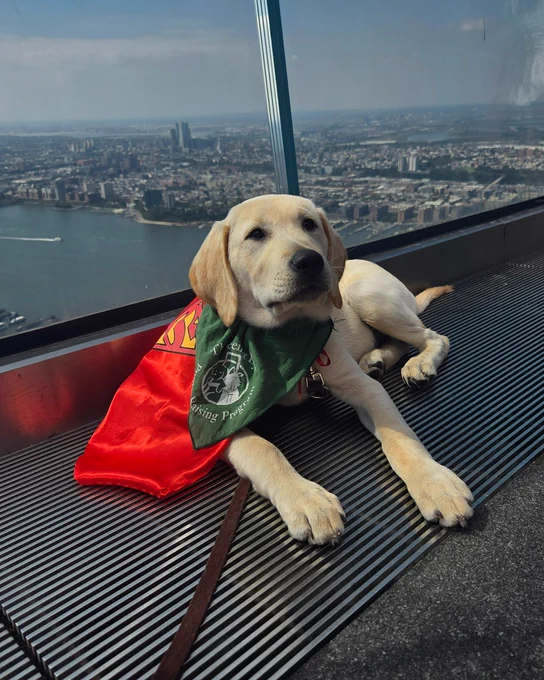 Krypto, when he was about five months old, wears a Seeing Eye puppy raising program bandana and a red cape and lies at The Edge in New York City with the city’s skyline behind him.