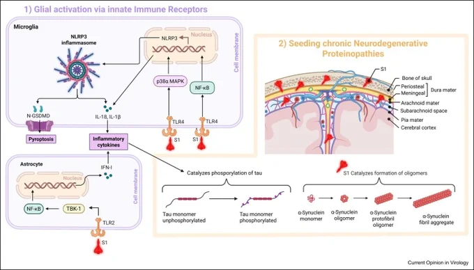 https://www.sciencedirect.com/science/article/pii/S1879625726000519

