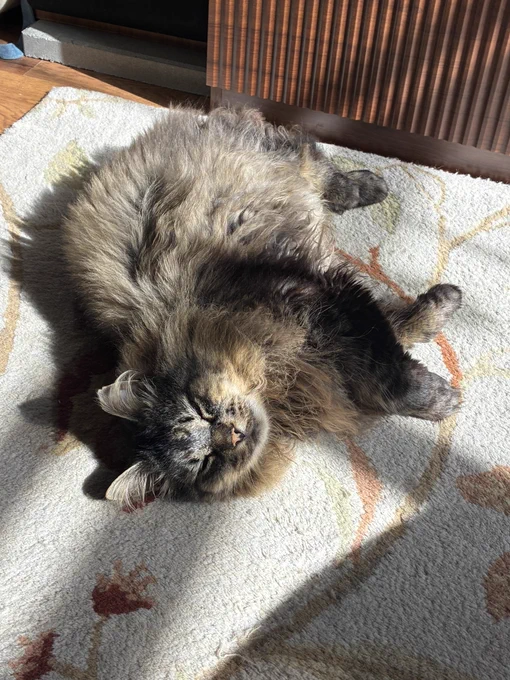 meeko the fluffy tabby lies on a rug, enjoying the rays of morning sunshine. he looks at the camera with his eyes mostly closed and says, “i’m getting baked in the sunshine.”